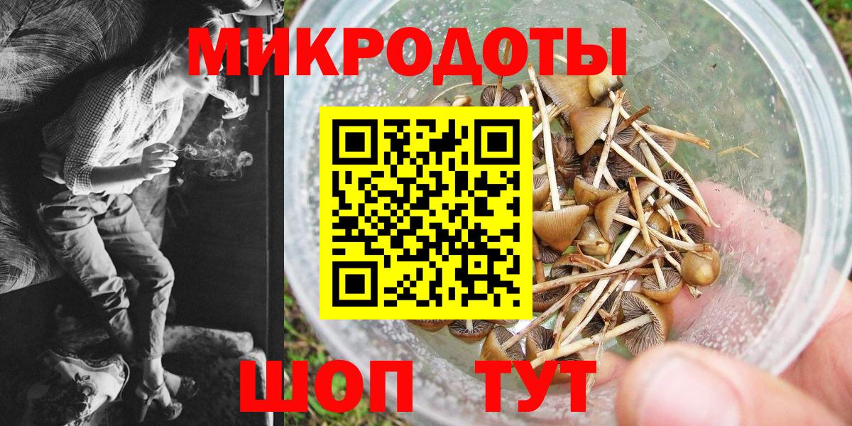 Галлюциногенные грибы Psilocybine cubensis Горно-Алтайск